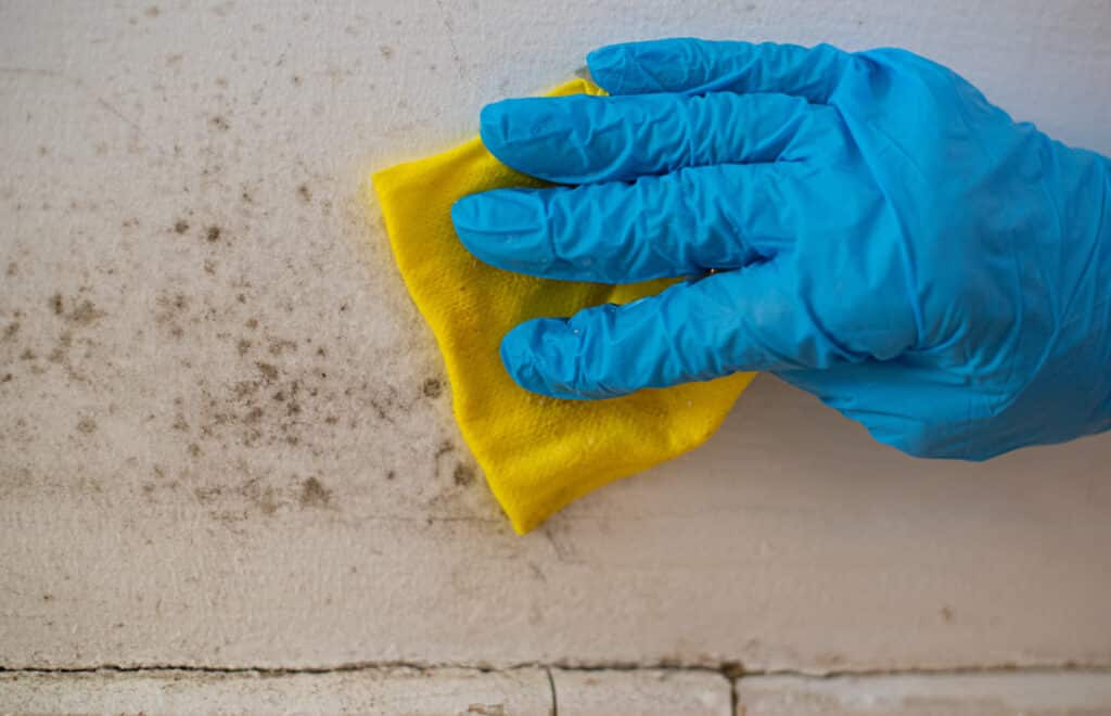 mold remediation in NH